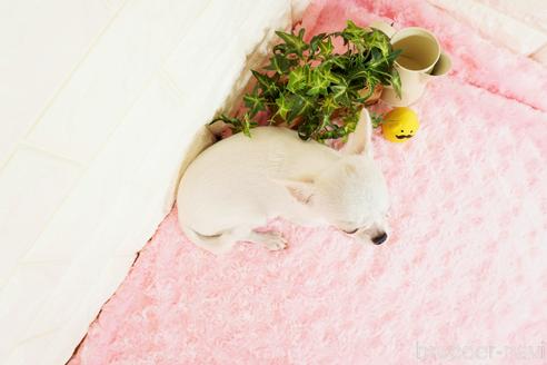 成約済の愛知県のチワワ(スムースコート)-120214の2枚目